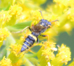 Philanthus gibbosus