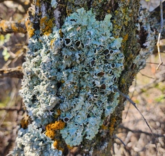 Punctelia bolliana