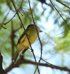Empidonax flaviventris