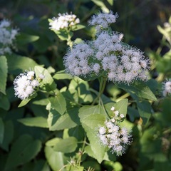 Ageratina herbacea