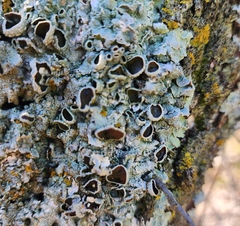 Punctelia bolliana