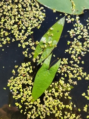 Sagittaria cuneata