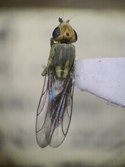 Meromyza