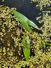 Sagittaria cuneata
