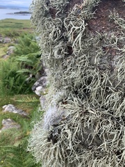 Ramalina siliquosa