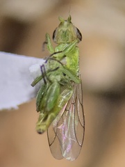 Meromyza