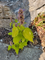 Agastache