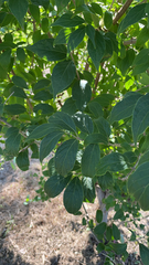 Celtis sinensis
