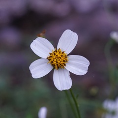 Bidens odorata