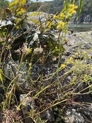 Solidago simplex