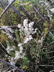 Eriocephalus racemosus