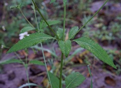 Bidens odorata