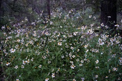 Bidens odorata