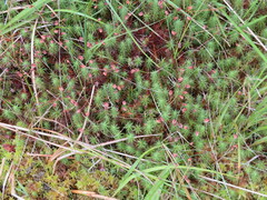 Polytrichum commune