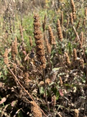 Agastache foeniculum