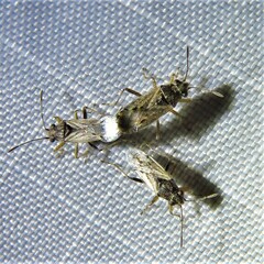 Nysius raphanus