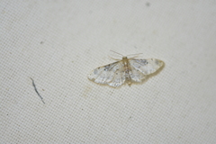 Idaea filicata