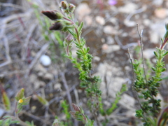 Fumana scoparia