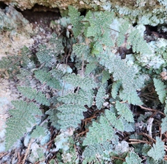 Myriopteris gracilis