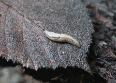 Prophysaon andersonii