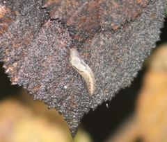Prophysaon andersonii