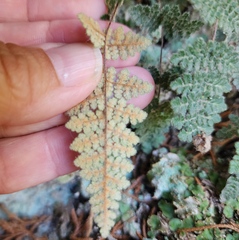 Myriopteris gracilis