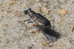 Cicindela hirticollis