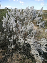 Eriocephalus racemosus
