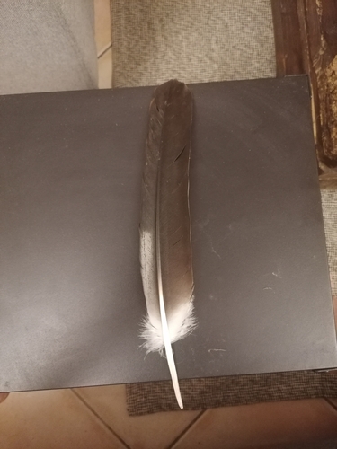 Plume de Cigogne blanche