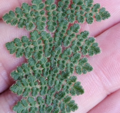 Myriopteris gracilis