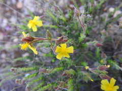 Fumana scoparia