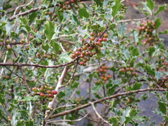 Ilex aquifolium