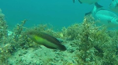 Austrolabrus maculatus