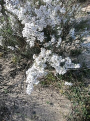 Eriocephalus racemosus