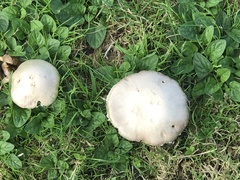 Agaricus campestris