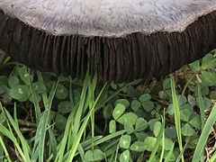 Agaricus campestris