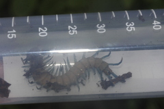 Scolopendra pomacea