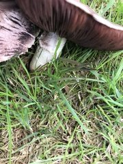 Agaricus campestris