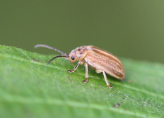 Ophraella
