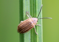 Ophraella