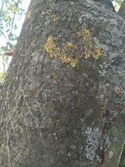 Xanthorioideae