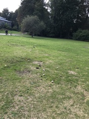 Agaricus campestris