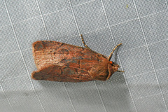 Orthodes cynica