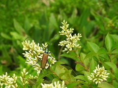 Aromia moschata moschata