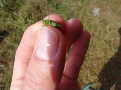 Conocephalus brevipennis
