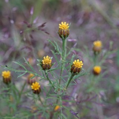 Dyssodia papposa