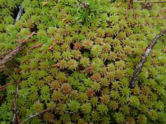 Sphagnum capillifolium