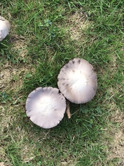 Agaricus campestris