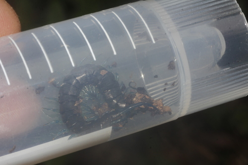 Scolopendra pomacea