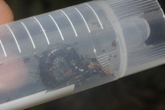 Scolopendra pomacea
